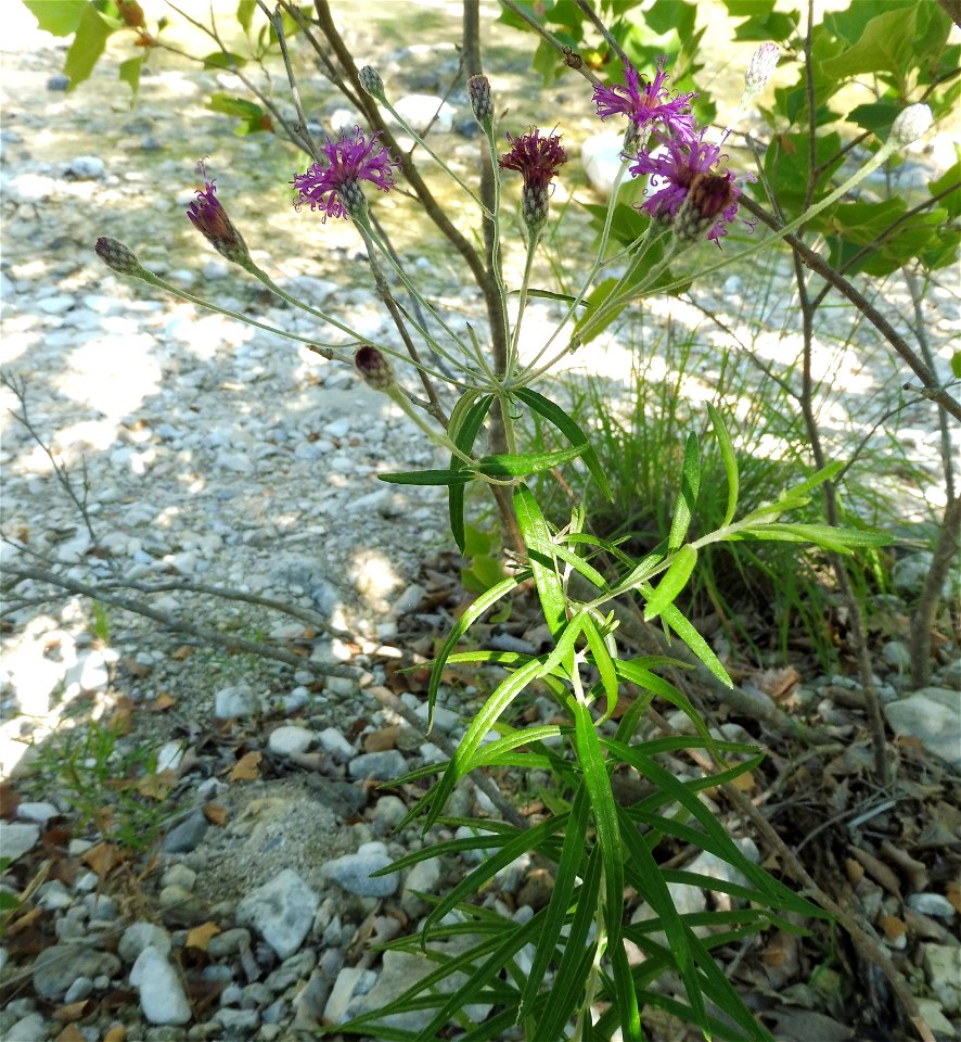 Vernonia lindheimeri, limestone banks along the Sabinal River, Lost Maples State Natural Area. Bandera County, Texas.