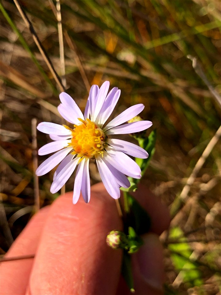 Simmonds' Aster (Symphyotrichum simmondsii)