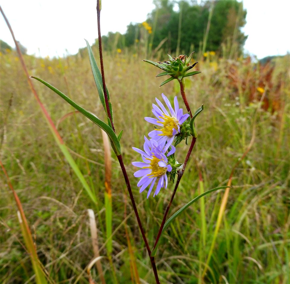 Eurybia hemispherica, high quality wet-prairie remnant southwest of Arnold Air Force Base headquarters, Coffee County, Tennessee.