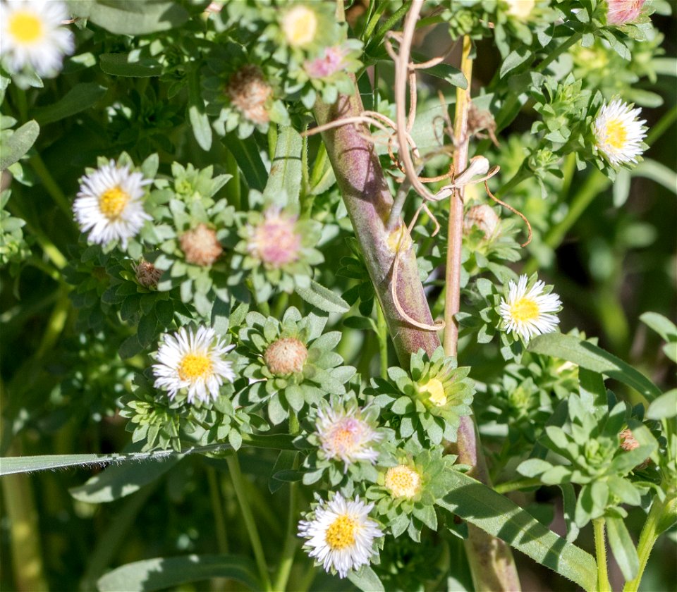 Alkali Aster (Symphyotrichum frondosum)