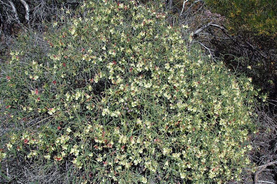 Yellow Lechenaultia, Lechenaultia linarioides, Western Australia