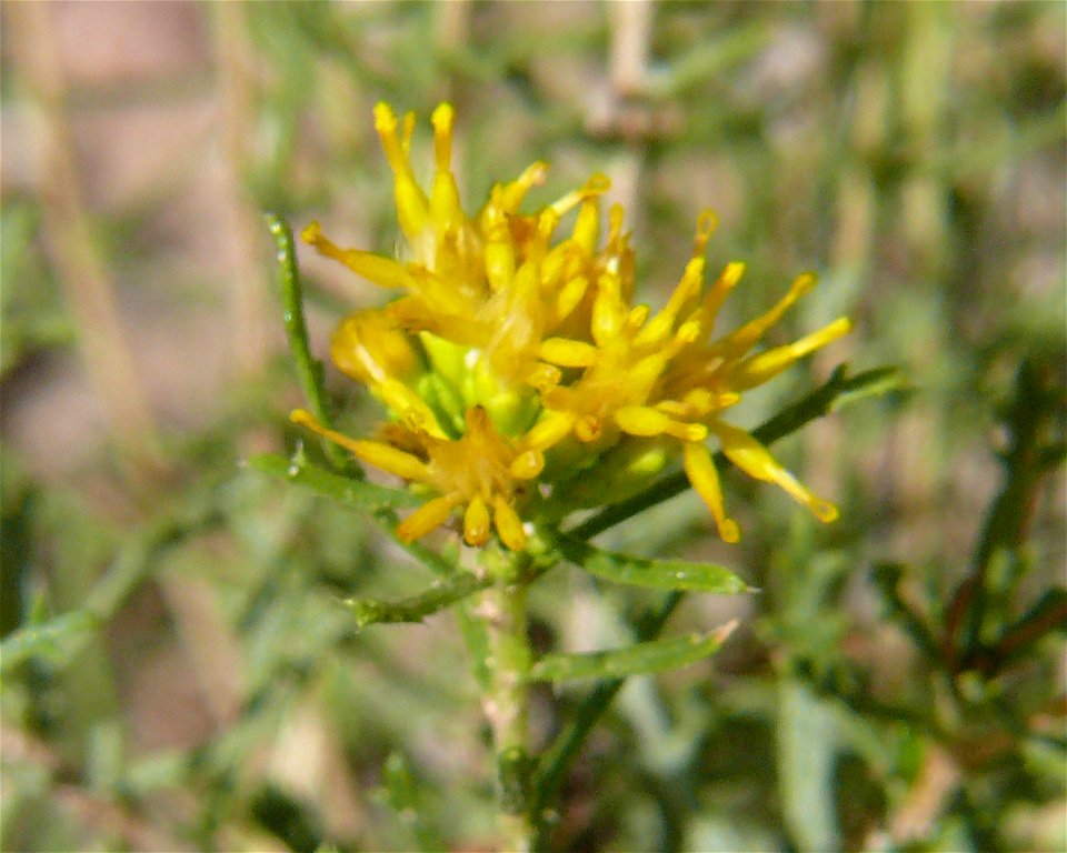 Burroweed (Isocoma tenuisecta), taken 9/17/07, Tucson, AZ