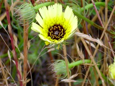 Hispidella hispanica inflorescence, Dehesa Boyal de Puertollano, Spain