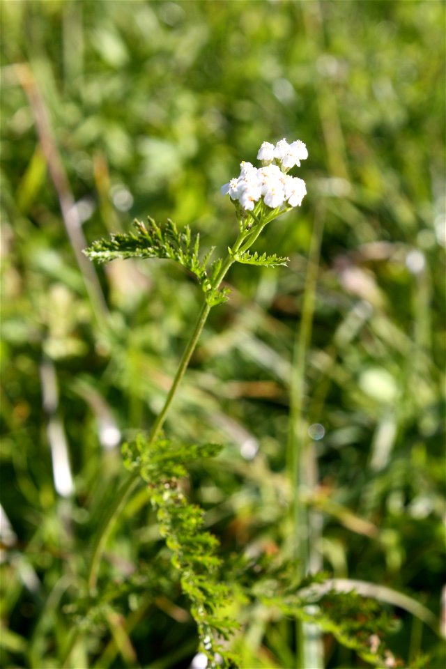 Achillea pratensis, near Merano, South Tyrol