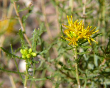 Burroweed (Isocoma tenuisecta), taken 9/17/07 in Tucson, AZ