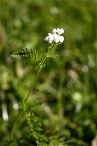 Achillea pratensis, near Merano, South Tyrol