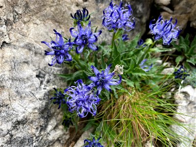 horned rampion (Phyteuma sieberi)