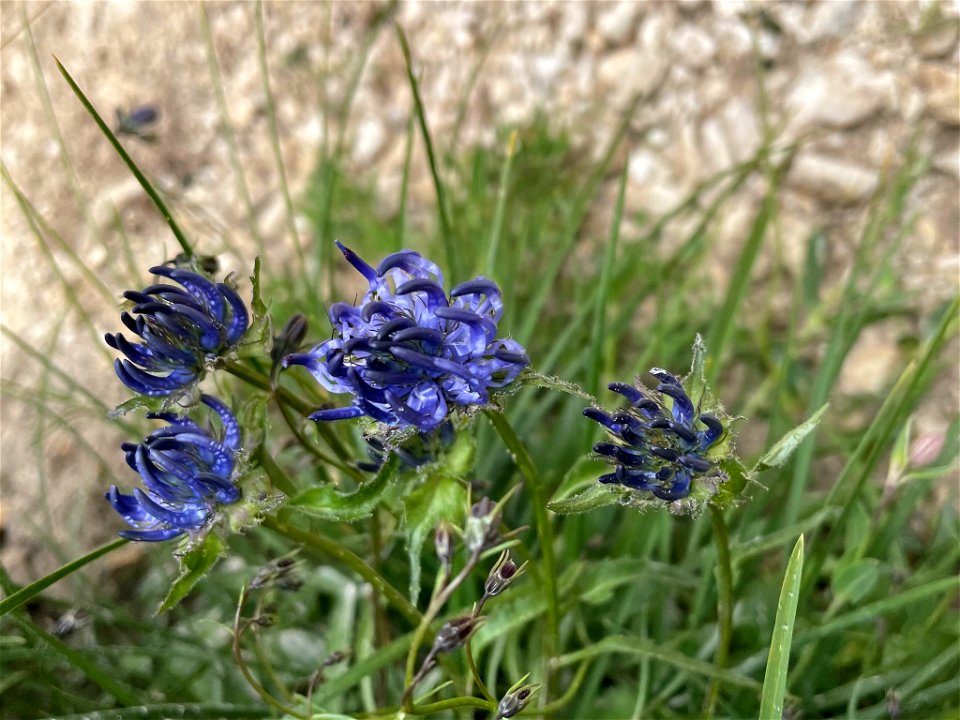 horned rampion (Phyteuma sieberi)