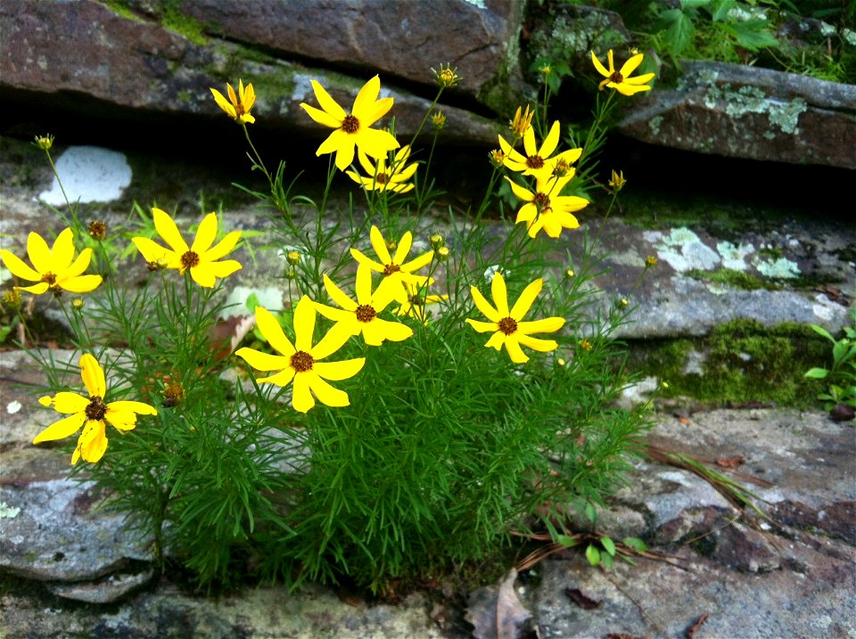 Coreopsis pulchra, Locust Fork of the Black Warrior River, Alabama.