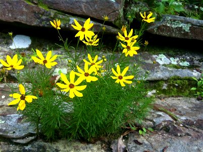 Coreopsis pulchra, Locust Fork of the Black Warrior River, Alabama.