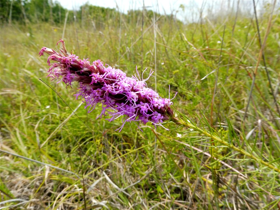 Liatris aestivalis, dry rocky prairie on south side of Fort Worth. In a small park east of Sycamore Creek, and north of Circle Drive. Tarrant County, Texas. The identity of this individual was verifie