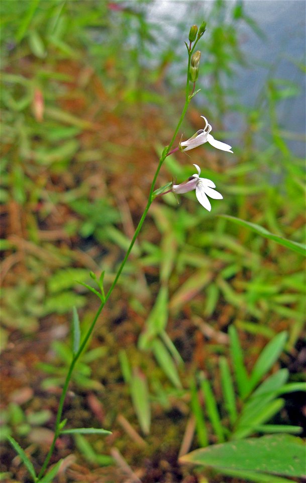 Lobelia nuttallii, seepy sphagnum areas on sandstone riverscour of the  Caney Fork near Todd Town, Cumberland County, Tennessee.