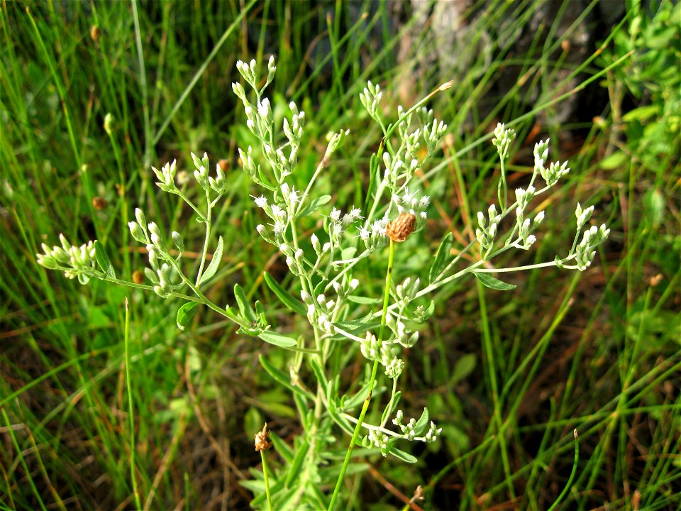Eupatorium mohrii in marshy area at St. Joseph Peninsula State Park, Gulf County, Florida.