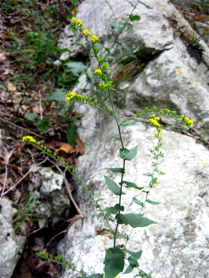 Solidago auriculata, growing on dry limestone rock outcrop on the Cumberland Escarpment, Franklin County, Tennessee.