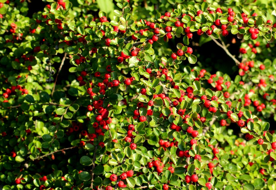 Autumn red berries