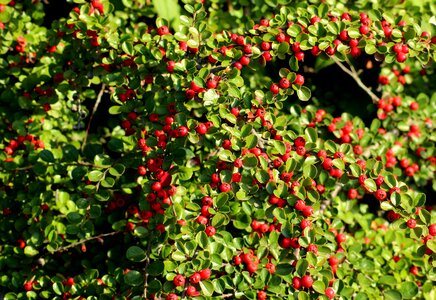 Autumn red berries photo