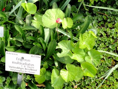 Erigeron multiradiatus specimen in the Botanischer Garten München-Nymphenburg, Munich, Germany.