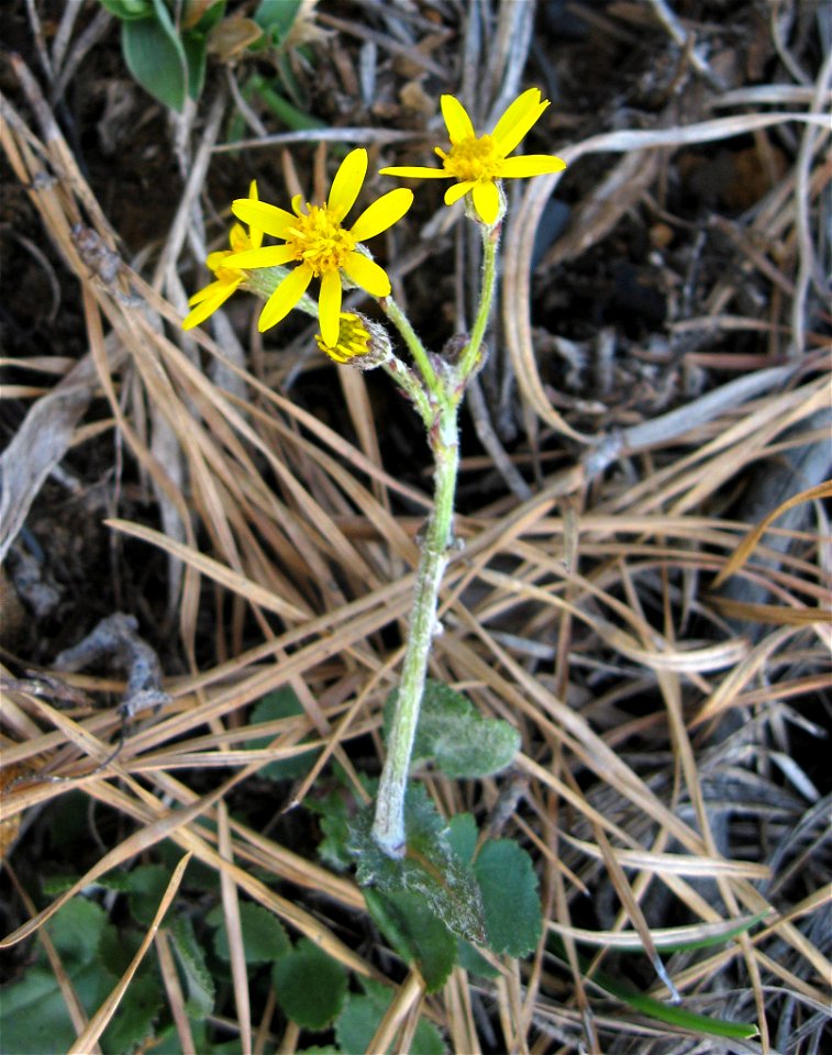 Packera serpenticola, Buck Creek Serpentine Barrens, Clay County, North Carolina