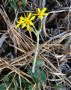 Packera serpenticola, Buck Creek Serpentine Barrens, Clay County, North Carolina