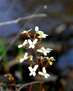 Stylidium species (most likely Stylidium hispidum) photographed in John Forrest National Park, Western Australia. Slight overexposure on white flowers, the left side shows unreleased, triggered, and s