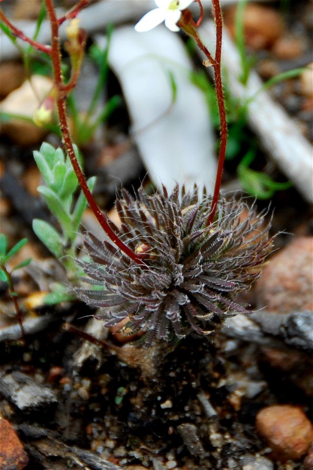 Detail of base of Stylidium (most likely Stylidium hispidum) on gravel and dolerite in Jarrah Forest, at a locale cleared by a bush fire.