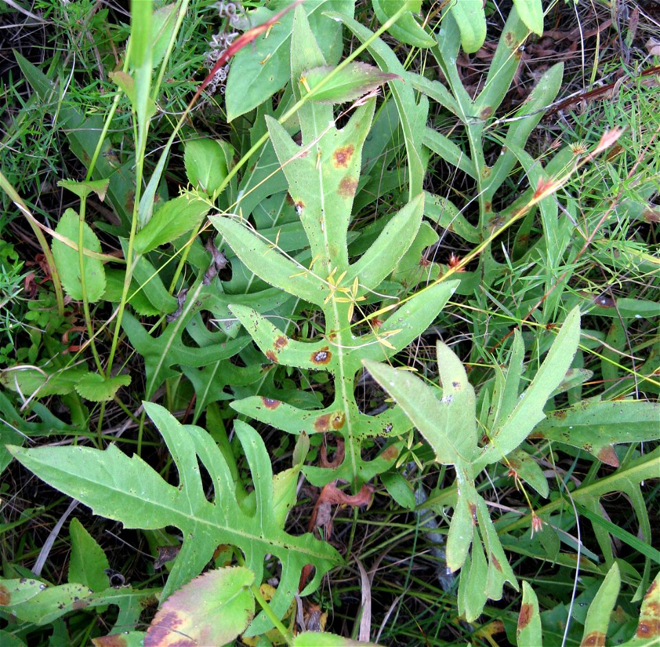 Silphium pinnatifidum, May Prairie, a wet prairie in Coffee County, Tennessee
