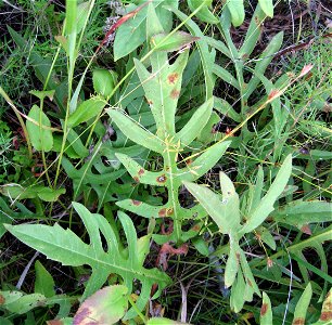 Silphium pinnatifidum, May Prairie, a wet prairie in Coffee County, Tennessee