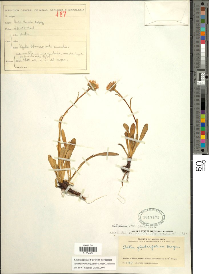 Aster glabrifolius herbarium specimen 01704961 stored at the National Museum of Natural History, Smithsonian Institution. Collected 25 December 1928, Nahuel Huapi Lake, Río Negro Province, Argentina, 