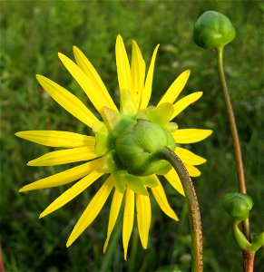 Silphium pinnatifidum, May Prairie, a wet prairie in Coffee County, Tennessee