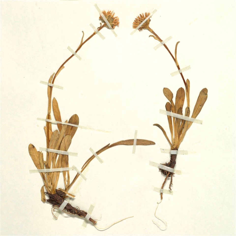 Details from an image of an Aster glabrifolius herbarium specimen 01704961 stored at the National Museum of Natural History, Smithsonian Institution. Collected 25 December 1928, Nahuel Huapi Lake, Río