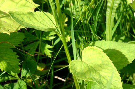 Phyteuma ovatum