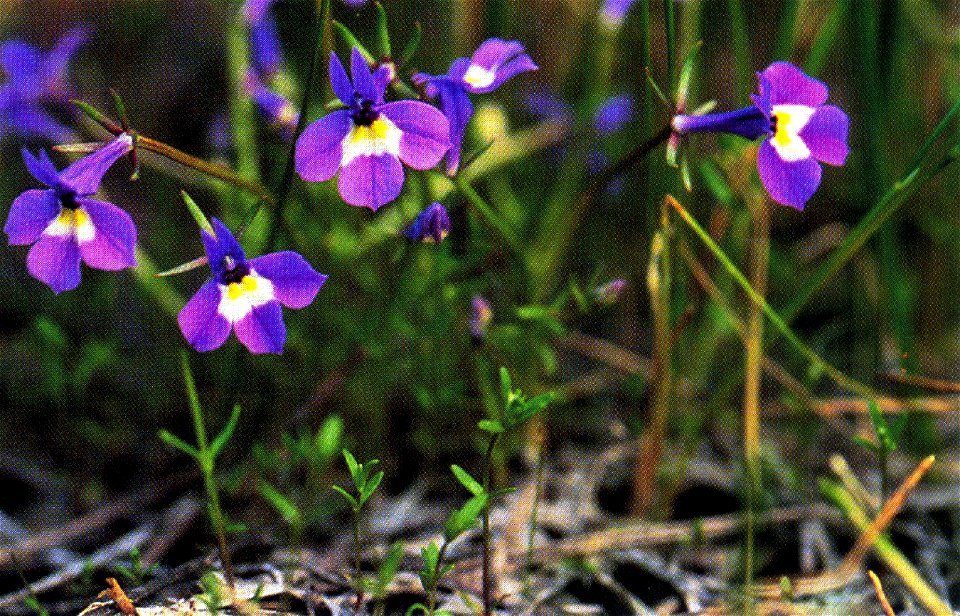 Downingia bicornuta from William & Wilma Follette. USDA NRCS. 1992. Western wetland flora: Field office guide to plant species. West Region, Sacramento. Courtesy of USDA NRCS Wetland Science Insti