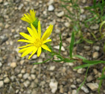 Grindelia lanceolata, Couchville Cedar Glade, Davidson County, Tennessee.