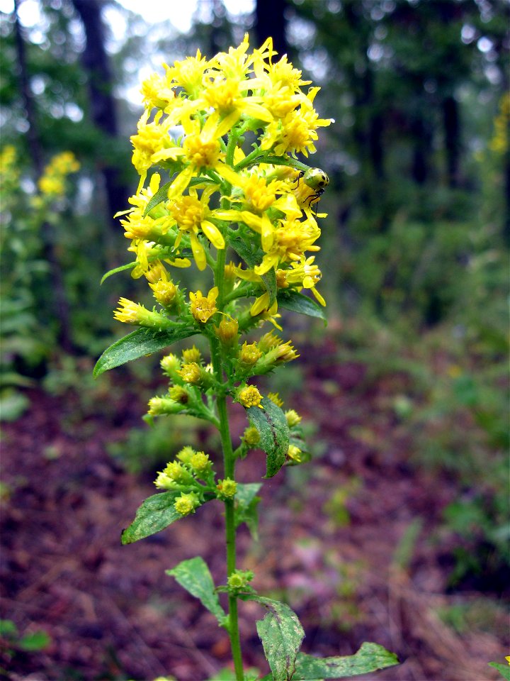 Solidago buckleyi. Prairie roadside on Mulberry Flat Rd, Land Between the Lakes National Recreation Area, Trigg County, Kentucky.