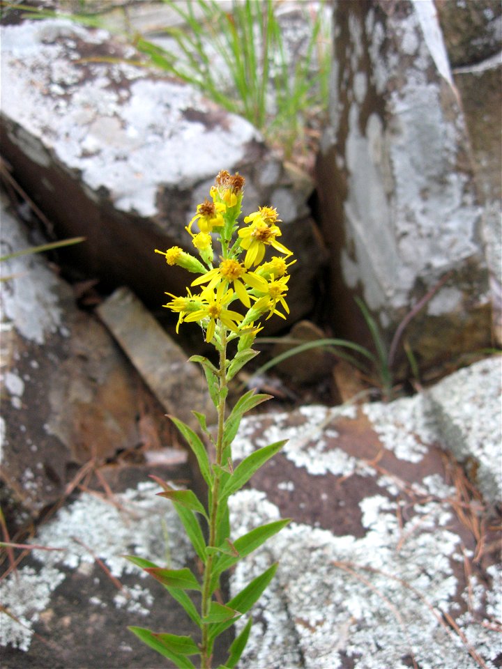 Solidago petiolaris, riverscour of Fourche La Fave River, Perry County, Arkansas.
