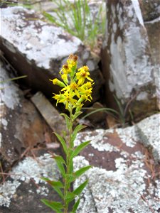 Solidago petiolaris, riverscour of Fourche La Fave River, Perry County, Arkansas.