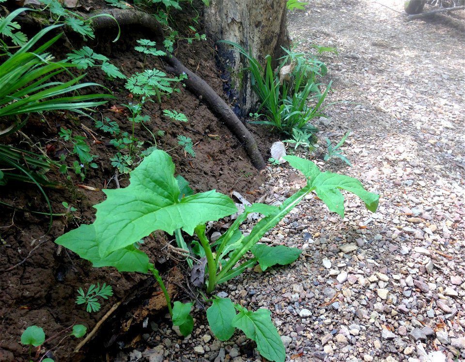 Nabalus crepidineus, basal leaves in dry creek bed through mesic forest. Trails behind the Fontanel Mansion, Davidson County, Tennessee.