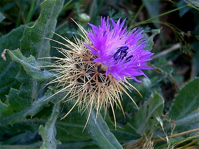 Centaurea seridis inflorescence closeup in Parque Natural de las Lagunas de La Mata y Torrevieja Spain
