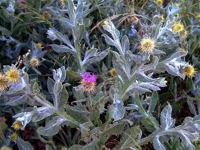 Centaurea seridis habit in Parque Natural de las Lagunas de La Mata y Torrevieja Spain