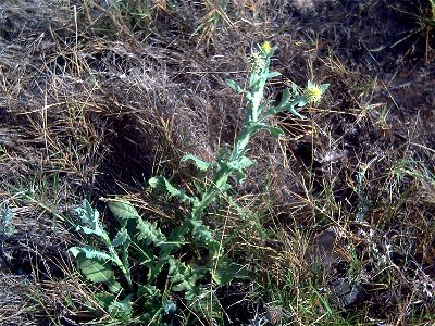 Centaurea seridis plant in Parque Natural de las Lagunas de La Mata y Torrevieja Spain