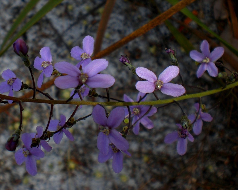 A species of Stylidium occurring near Torndirrup National Park. The plant is 'Stylidium violaceum, this image was a discard that shows the five petal mutation of two flowers.