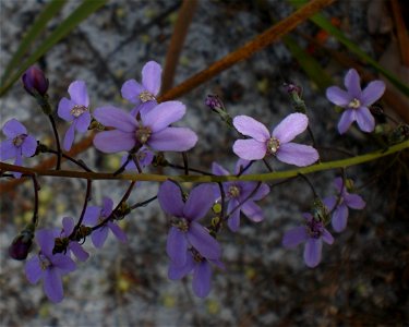 A species of Stylidium occurring near Torndirrup National Park. The plant is 'Stylidium violaceum, this image was a discard that shows the five petal mutation of two flowers.