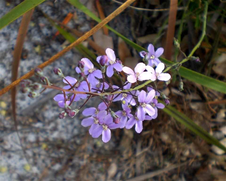 A species of Stylidium occurring near Torndirrup National Park. The plant may be Stylidium violaceum, but this is yet to be confirmed/