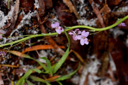 A species of Stylidium occurring near Torndirrup National Park. The plant is 'Stylidium violaceum, this image was a reshoot of a mutated flower with a high overcast and better equipment.