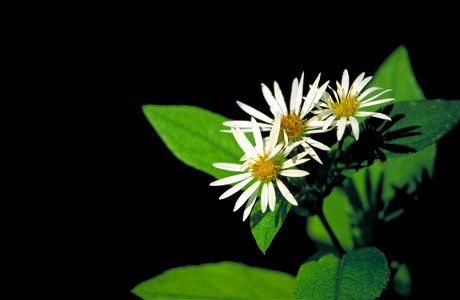 Image title: Rockcastle aster plant flower eurybia saxicastellii Image from Public domain images website, http://www.public-domain-image.com/full-image/flora-plants-public-domain-images-pictures/flowe photo