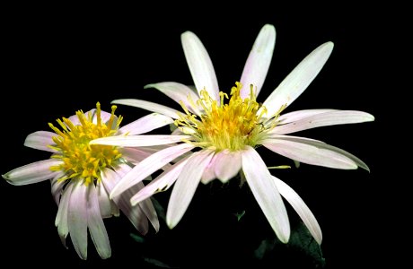 Image title: White rockcastle aster flower eurybia saxicastellii with a slight purple tint and yellow center
Image from Public domain images website, http://www.public-domain-image.com/full-image/flor