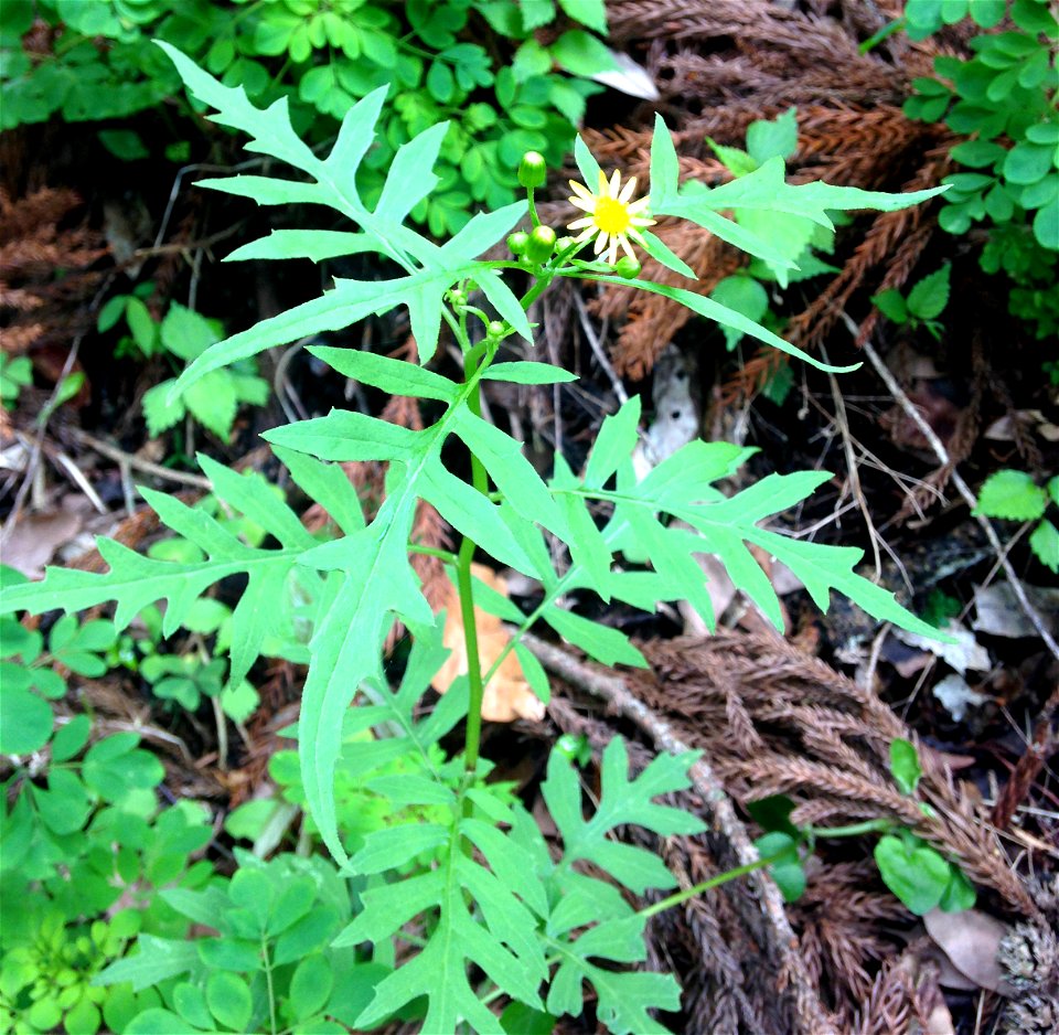Nemosenecio nikoensis, trail through forest at base of Mount Ōyama, Isehara, Kanagawa, Japan.
