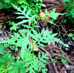 Nemosenecio nikoensis, trail through forest at base of Mount Ōyama, Isehara, Kanagawa, Japan.
