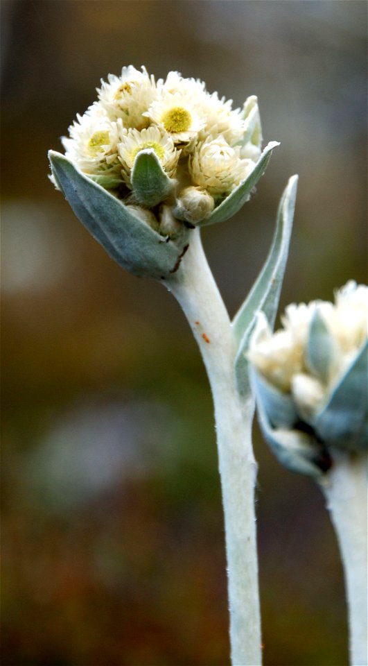 Helichrysum arnicoides (Immortelle), Petit velours blanc