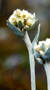 Helichrysum arnicoides (Immortelle), Petit velours blanc photo